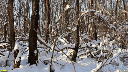 Перспективная ООПТ Заревский лес