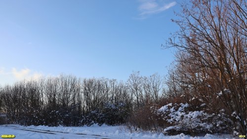 Перспективная ООПТ Центрально-Заревская роща 