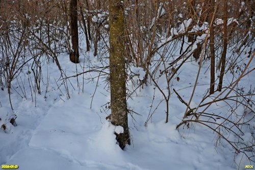 Гледичия трёхколючковая в перспективной ООПТ Восточно-Заревская роща