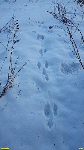 Следы зайца-русака в перспективной ООПТ Заревский берег Бейсуга