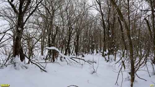 Перспективная ООПТ Балковский лесопарк