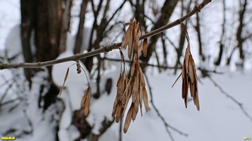 Семена ясеня пенсильванского в перспективной ООПТ Балковский лесопарк