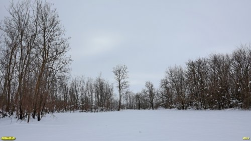 Перспективная ООПТ Западно-Ирклиевская роща