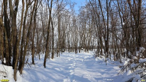 Перспективная ООПТ Западно-Зареченская роща