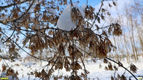 Семена клёна ясенелистного в перспективной ООПТ Западно-Зареченская роща