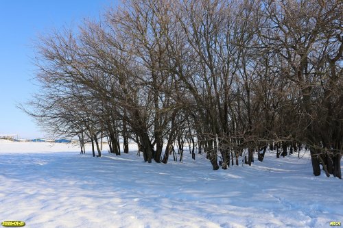Перспективная ООПТ Третья Березанская роща