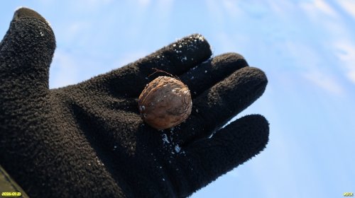 Плод ореха грецкого в перспективной ООПТ Первая Березанская роща