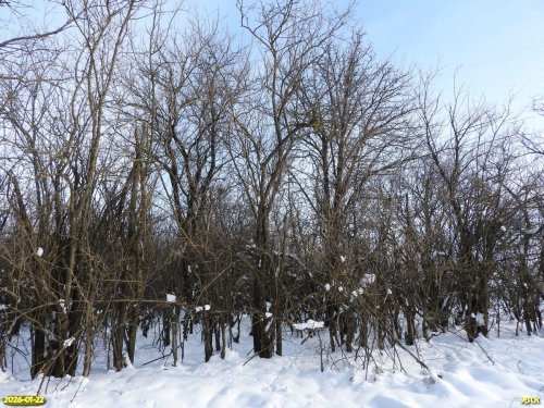 Перспективная ООПТ Новодонецкий лес