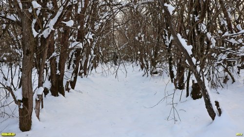 Перспективная ООПТ Роща на улице Грущенковых