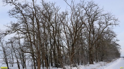 Перспективная ООПТ Аллея в переулке Октябрьском