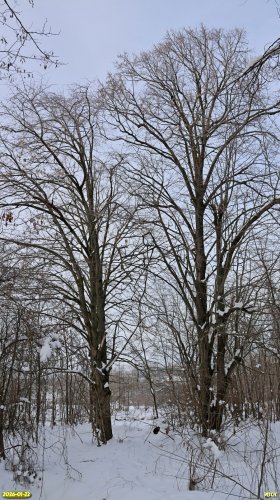 Огромные липы в перспективной ООПТ Южно-Выселковская роща