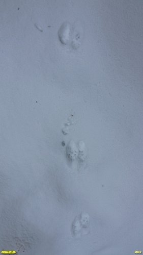 Следы зайца-русака в перспективной ООПТ Новорождественский лес