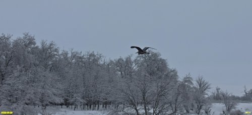 Серая цапля в перспективной ООПТ Северо-Новорождественская роща