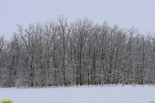 Перспективная ООПТ Северо-Новорождественская роща