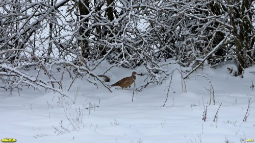 Куропатка в перспективной ООПТ Новорождественские косогоры