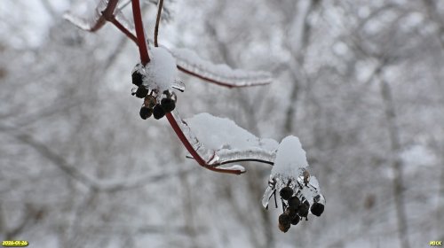Перспективная ООПТ Лесопарк в поселке Каменный
