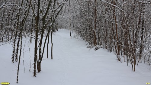 Перспективная ООПТ Роща на улице Лесной