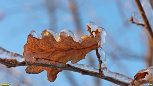 Лист дуба черешчатого в перспективной ООПТ Роща на улице Полевой