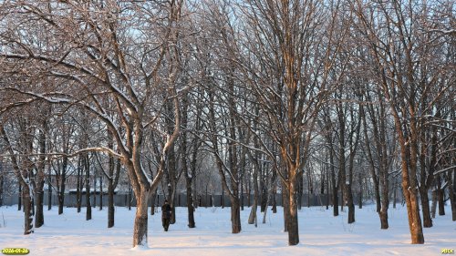 Перспективная ООПТ Роща на улице Полевой