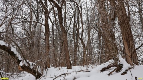 Перспективная ООПТ Парково-Восточненская роща