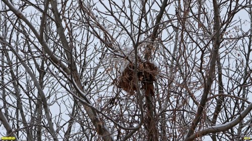 Воронье гнездо в перспективной ООПТ Восточно-Парковская роща