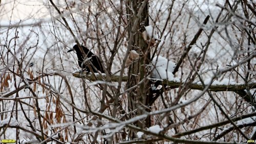 Чёрный ворон в перспективной ООПТ Ачкасовская роща