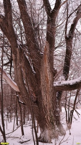 Перспективная ООПТ Роща на улице Гаражной