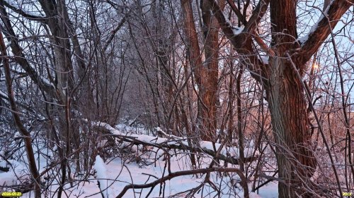 Перспективная ООПТ Северо-Тихорецкая роща