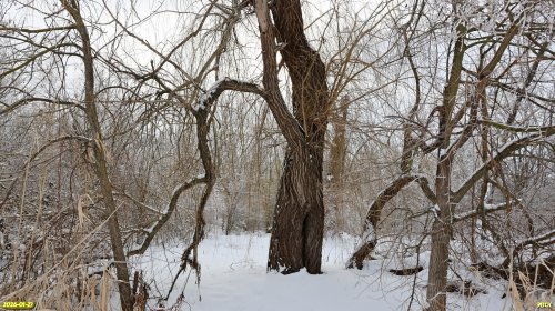 Перспективная ООПТ Козловский лес
