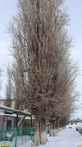 Перспективная ООПТ Аллея на улице Коммунистической