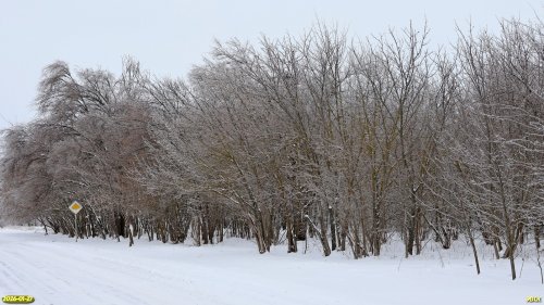 Окраина перспективной ООПТ Роща на улице Свободной 