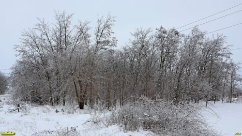 Перспективная ООПТ Роща в Юго-Восточном городке