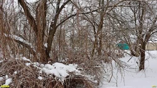Перспективная ООПТ Западно-Парковская роща