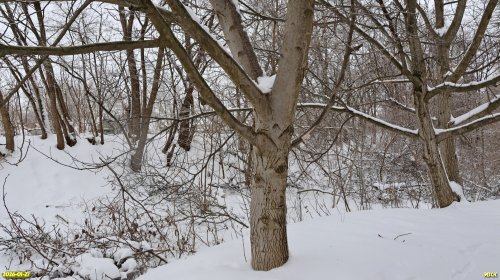Перспективная ООПТ Западно-Парковская роща