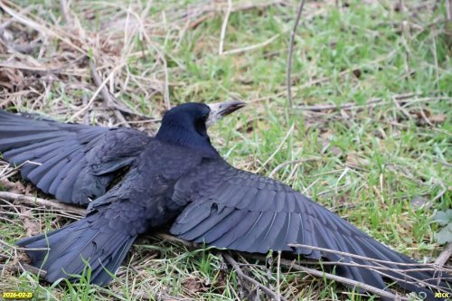 Чёрный ворон в перспективной ООПТ Западно-Копанская роща