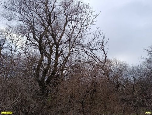 Перспективная ООПТ Западно-Копанская роща