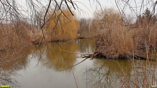 Перспективная ООПТ Ново-Центральный пруд