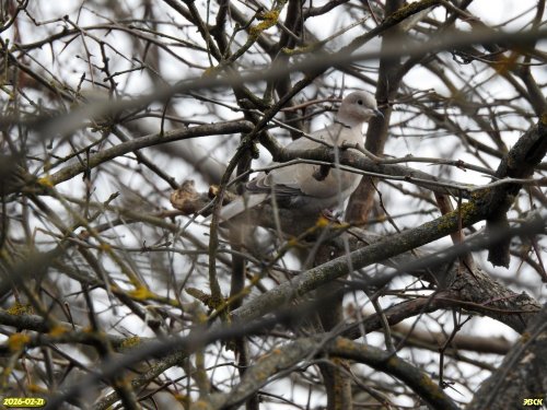 Горлица в перспективной ООПТ Ново-Сулинская роща