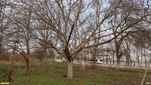 Перспективная ООПТ Вавиловская роща