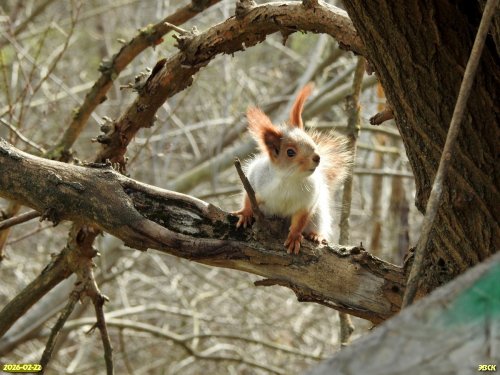 Белка обыкновенная в перспективной ООПТ Учхозовский лесопарк
