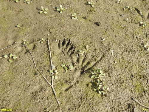 Следы енота-полоскуна в перспективной ООПТ Нижнехомутовский Кут 