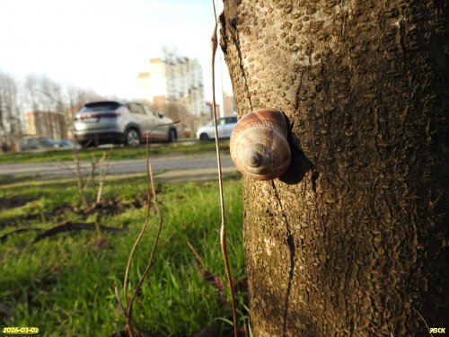 Горная улитка в перспективной ООПТ Аллея на улице Дубравной
