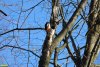 Большой пёстрый дятел в перспективной ООПТ Парк на улице Профессора Малигонова