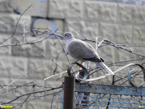 Кольчатая горлица в перспективной ООПТ Велесова роща