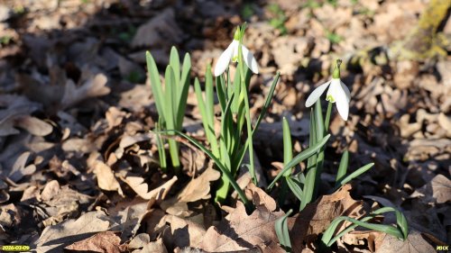 Подснежник в перспективной ООПТ Новотитаровская дубрава
