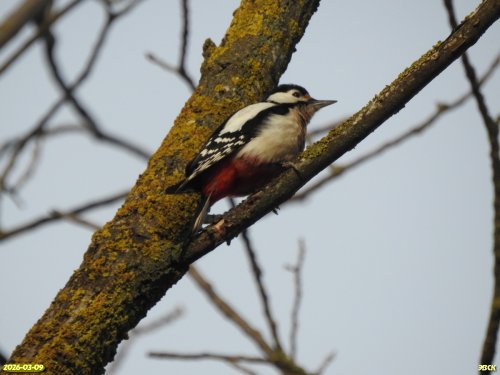 Большой пёстрый дятел в перспективной ООПТ Роща в вершине Второй Понуры 