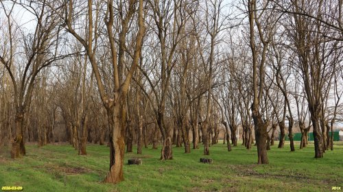 Перспективная ООПТ Похитанова роща 