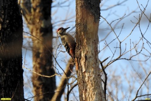 Большой пёстрый дятел в перспективной ООПТ Греческая щель и гора Пролетарская