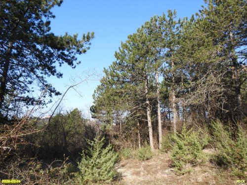 Перспективная ООПТ Весенний лес 