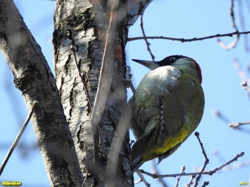 Зелёный дятел в перспективной ООПТ Весенний лес 